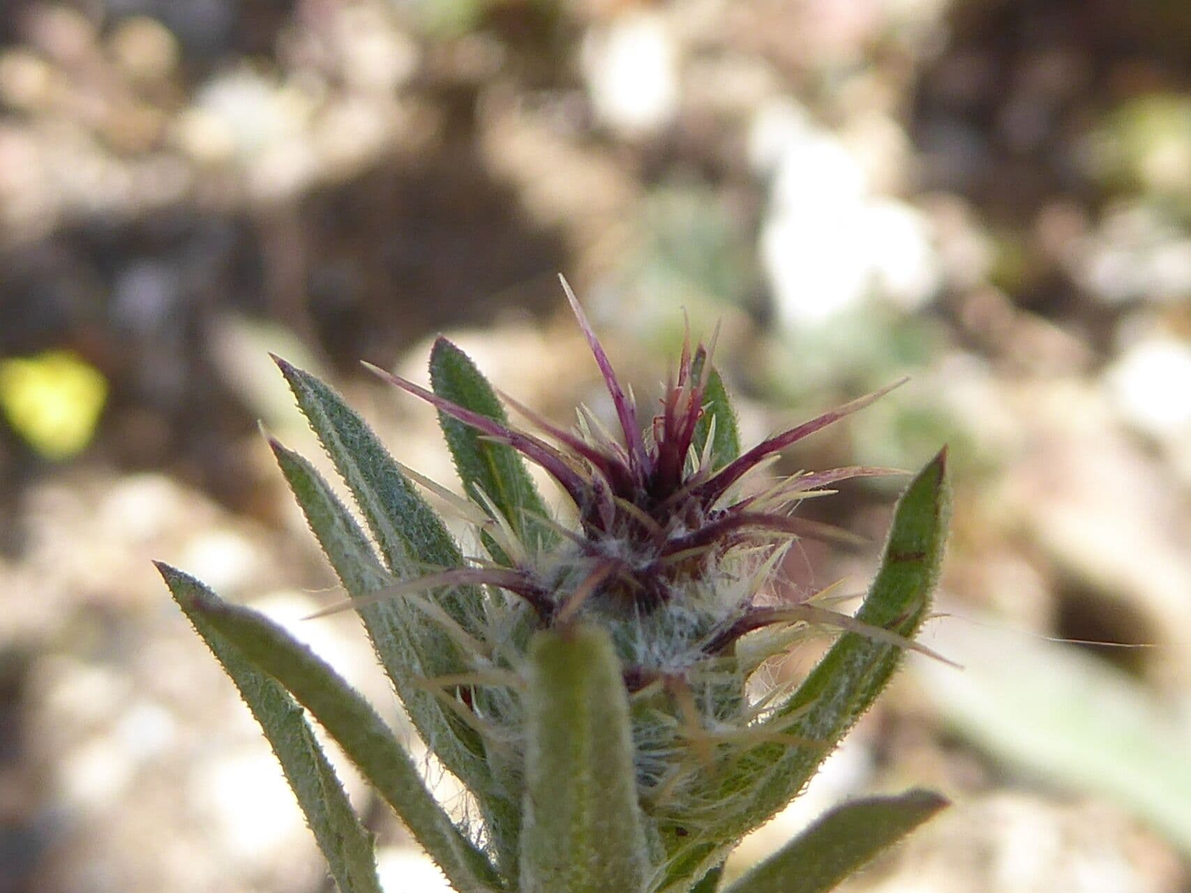 Centaurea melitensis