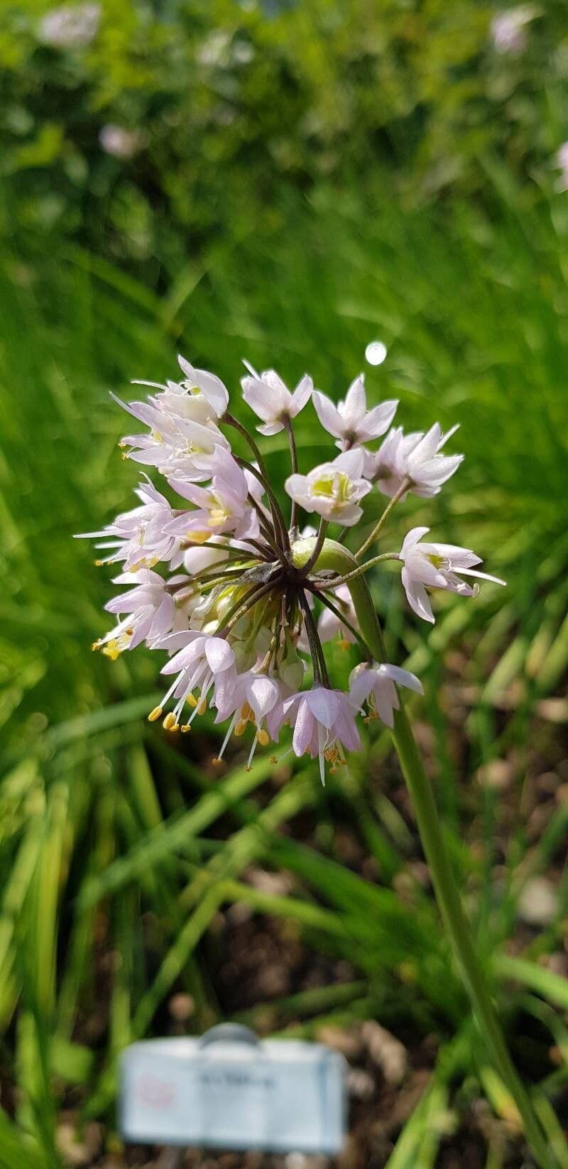 Allium cernuum