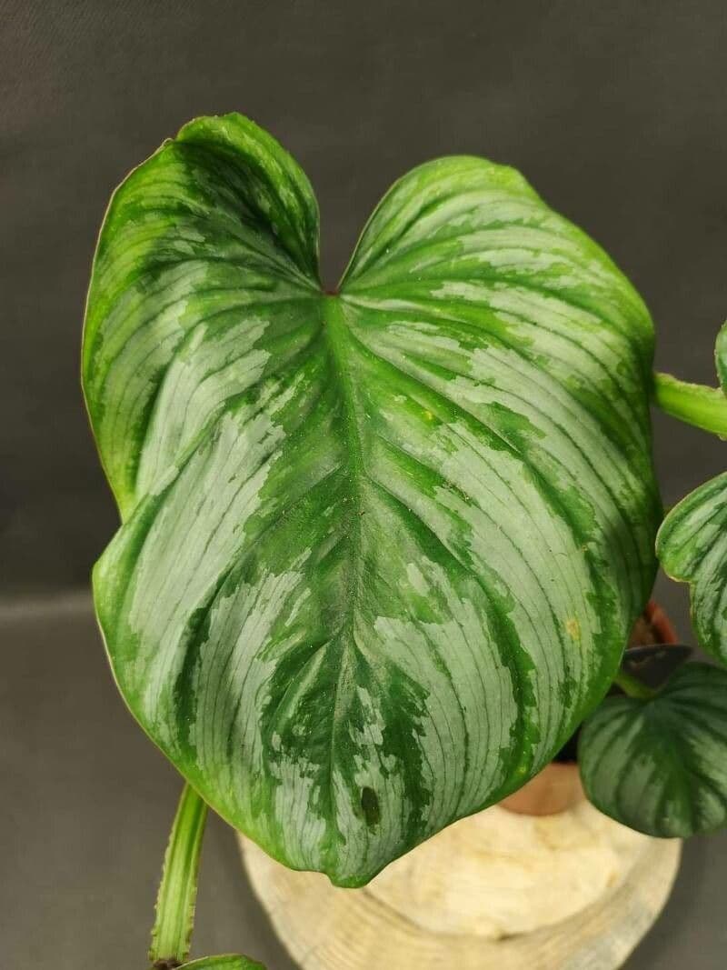 Philodendron mamei