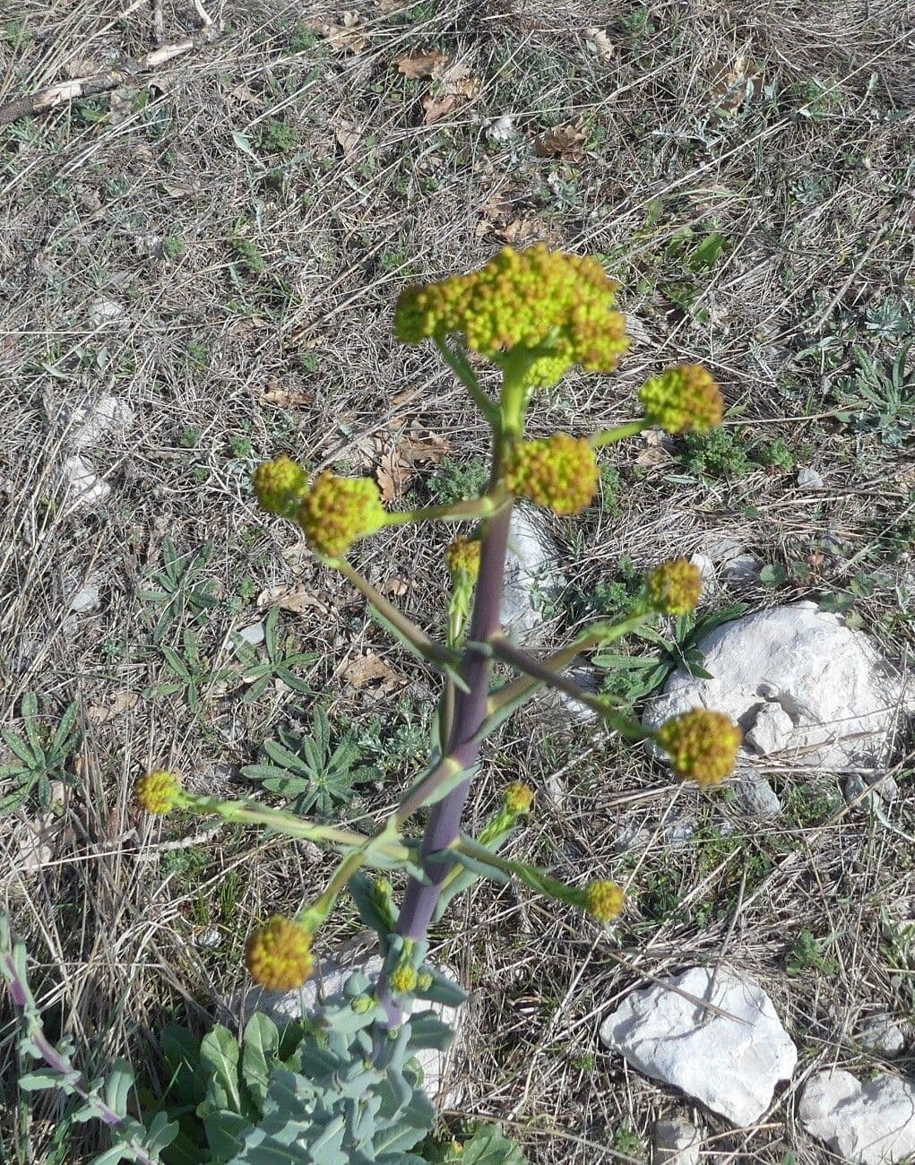 Isatis tinctoria