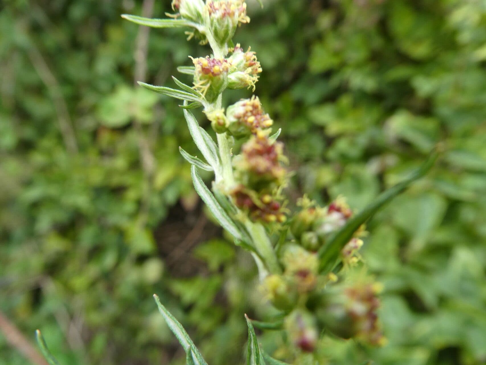 Artemisia verlotiorum