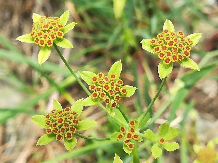 Bupleurum ranunculoides