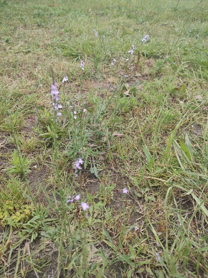 Verbena halei