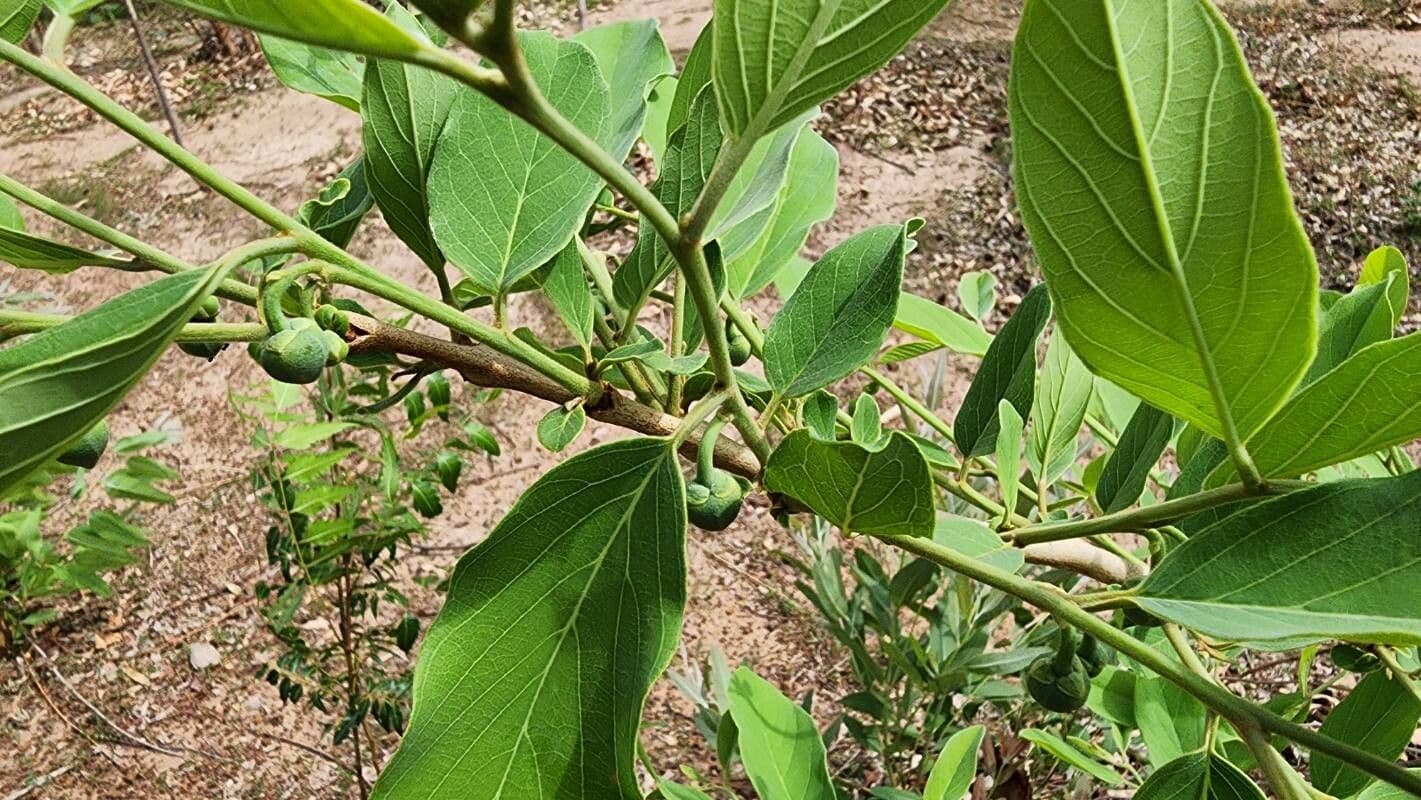 Annona senegalensis