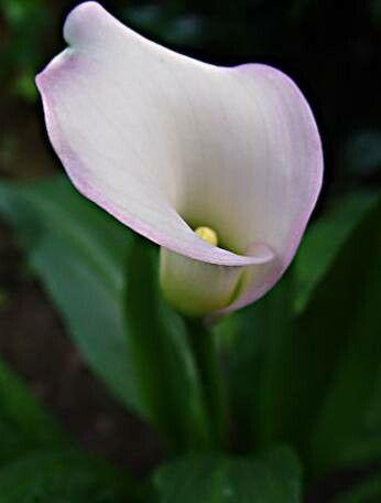 Zantedeschia elliottiana