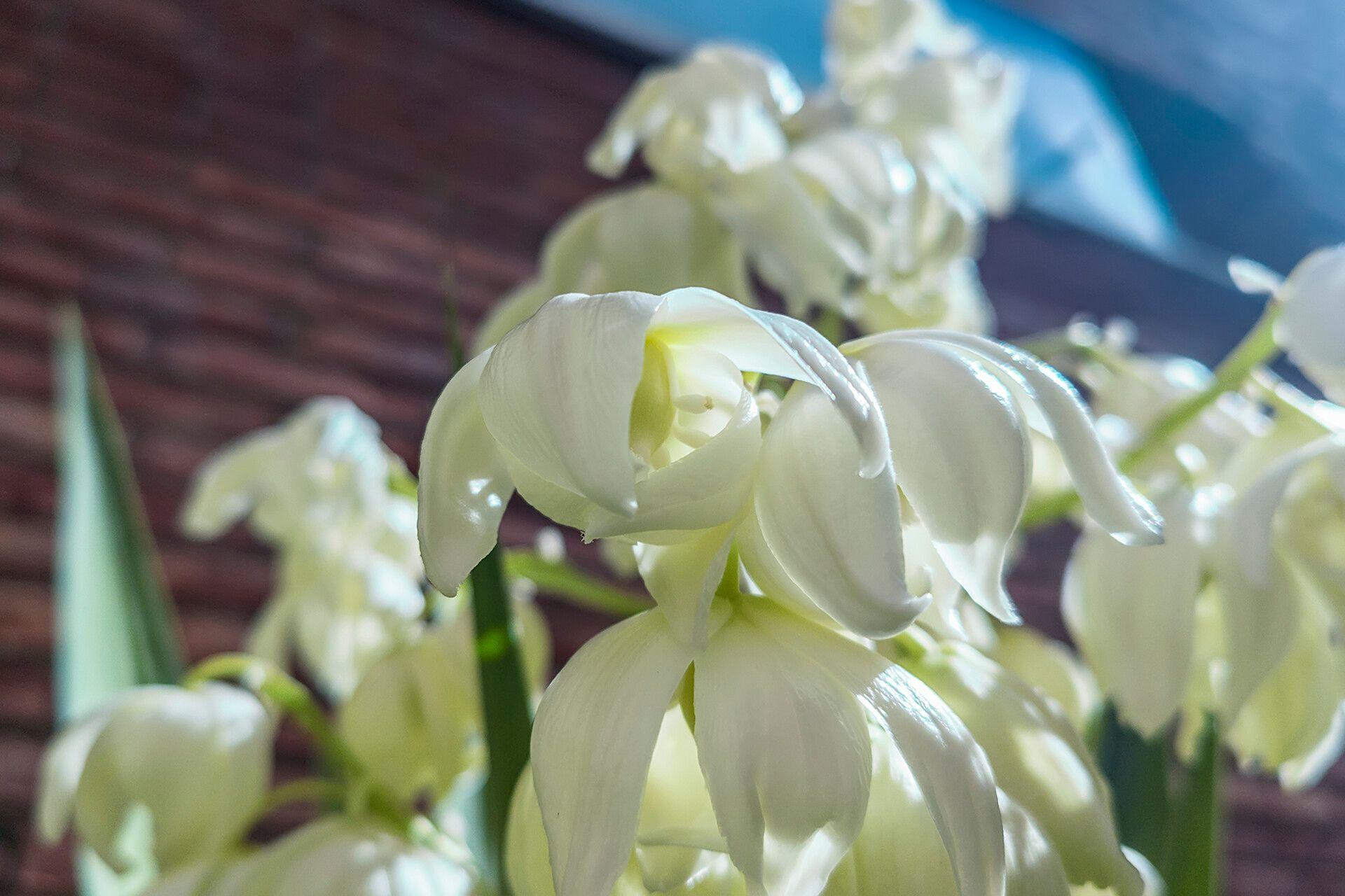 Yucca gigantea