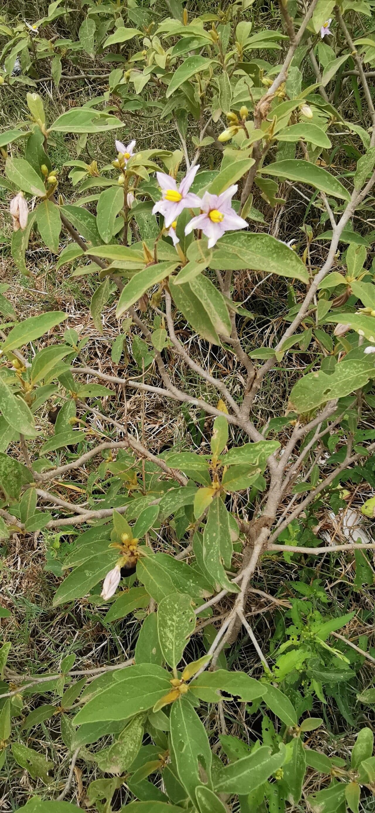 Solanum incanum