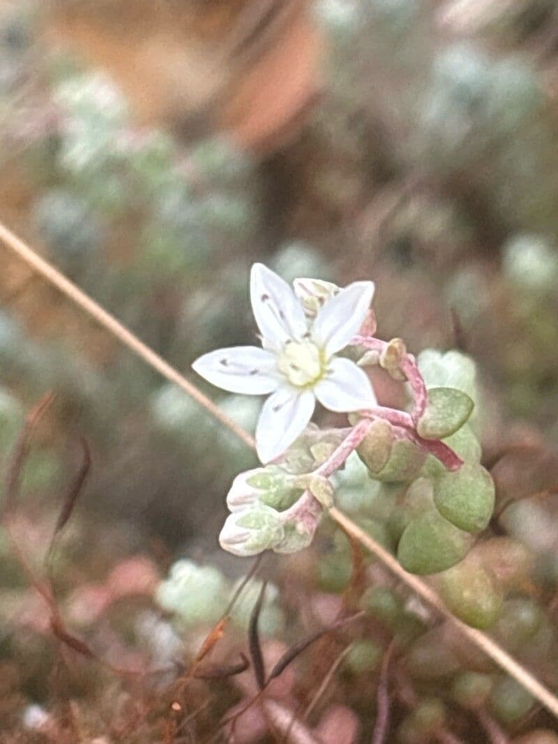 Sedum brevifolium