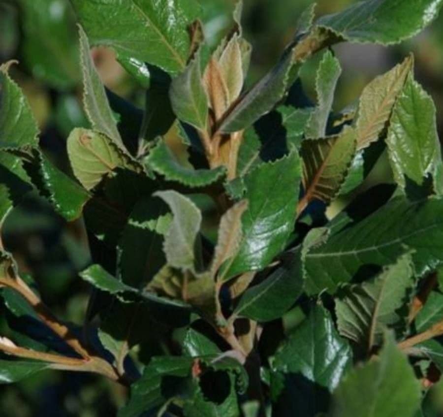 Curtisia dentata