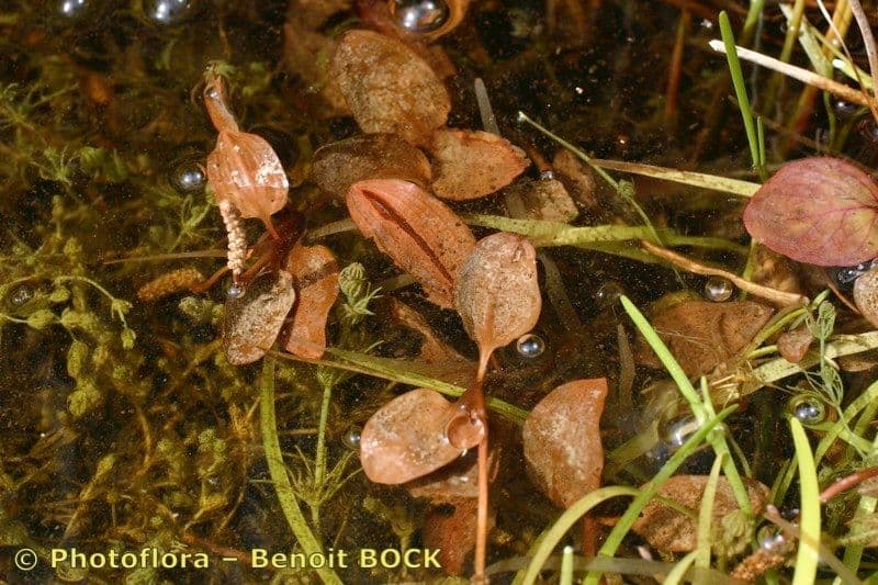 Potamogeton coloratus