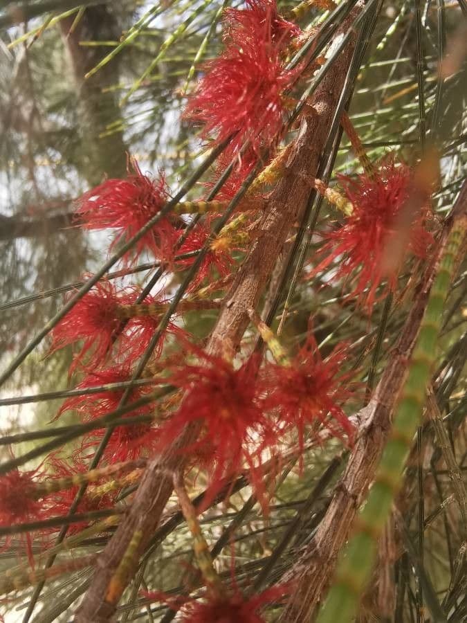 Casuarina equisetifolia