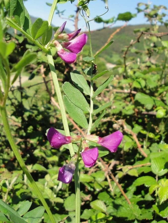 Vicia sativa