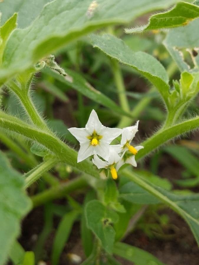 Solanum physalifolium