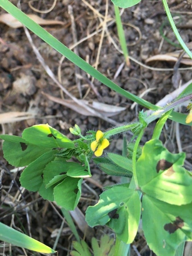 Medicago arabica