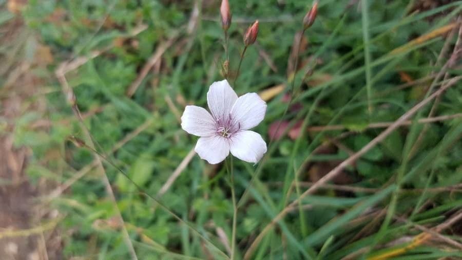 Linum tenuifolium