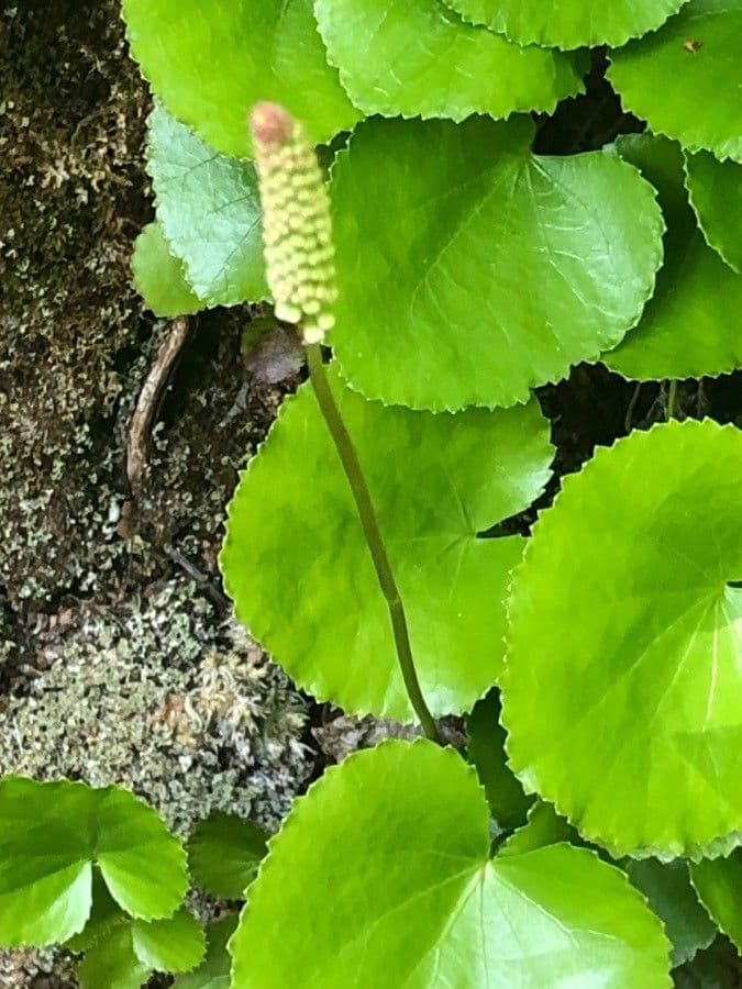 Galax urceolata