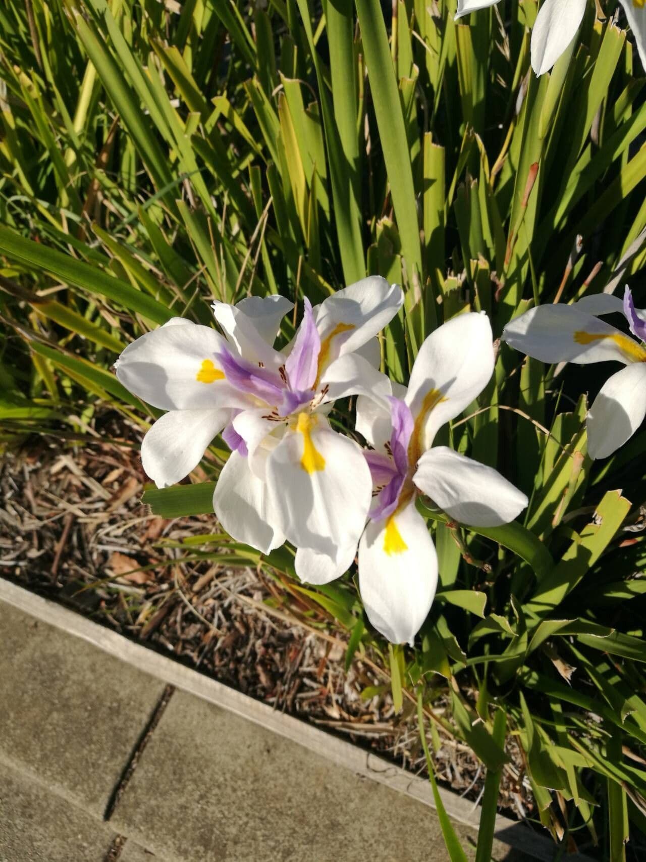 Dietes grandiflora