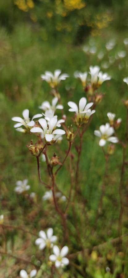 Saxifraga granulata