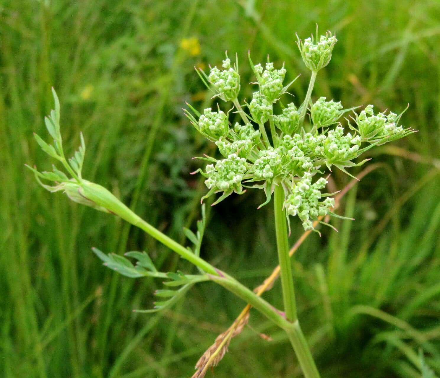 Peucedanum palustre