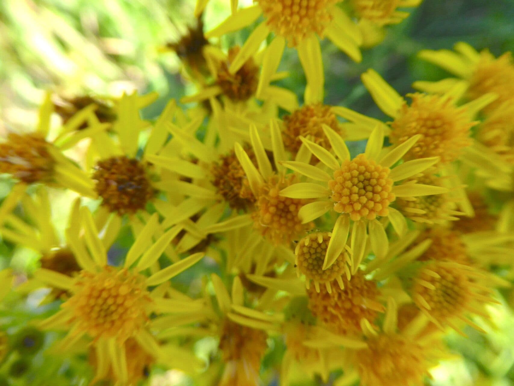 Jacobaea aquatica