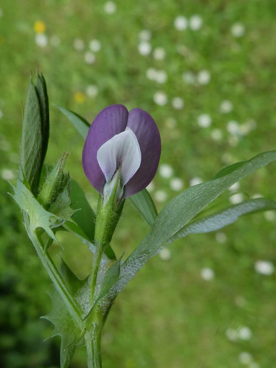 Vicia bithynica