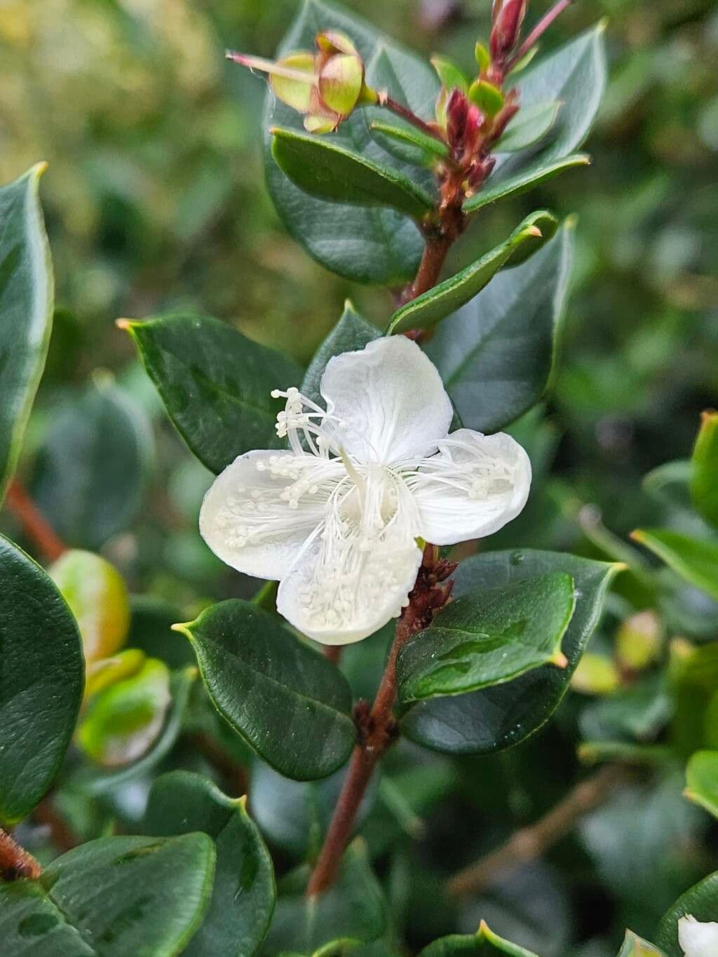 Luma apiculata