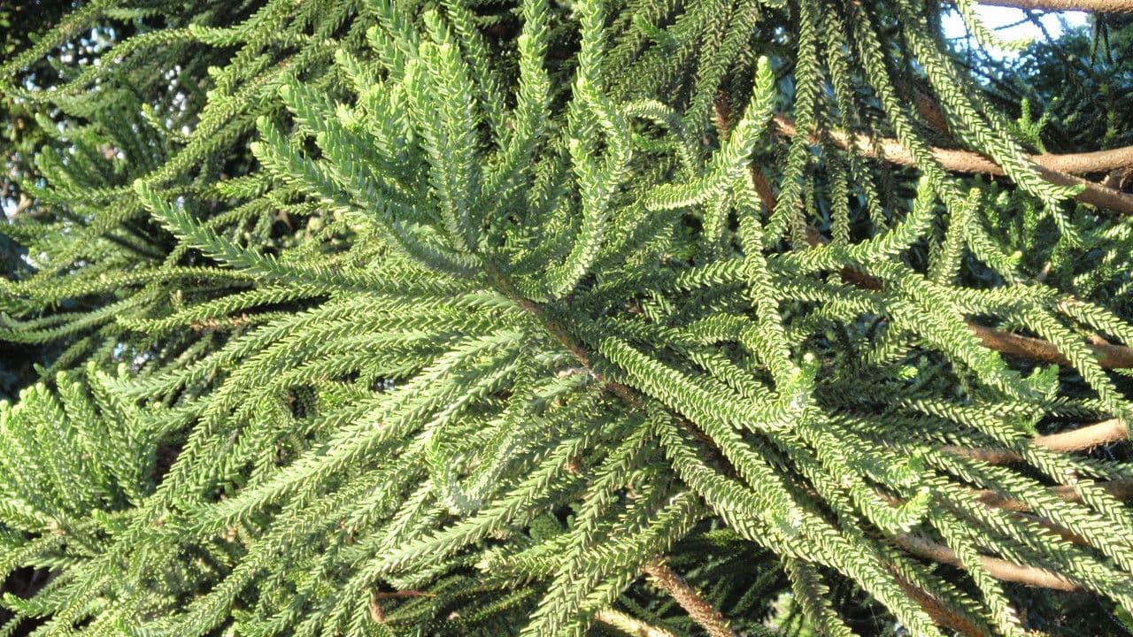 Araucaria luxurians