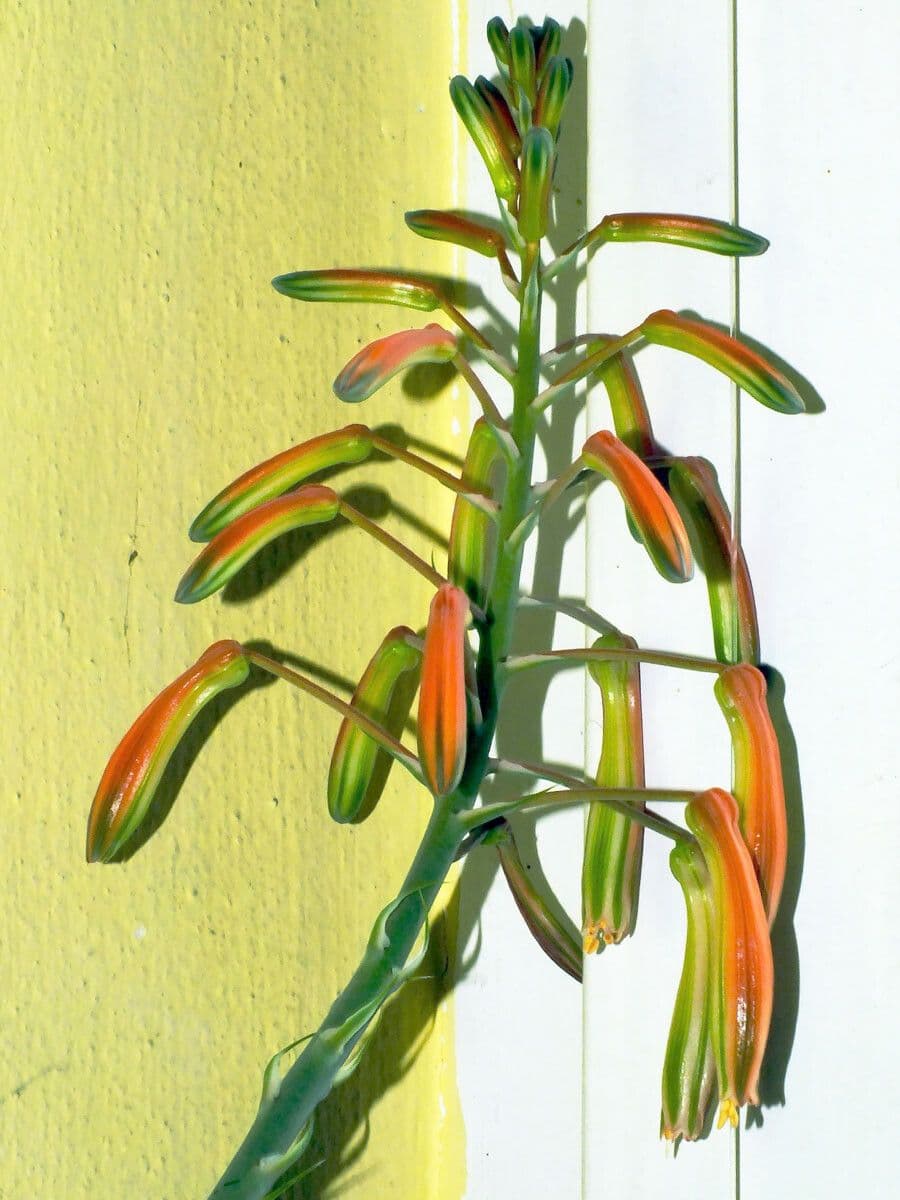 Aristaloe aristata