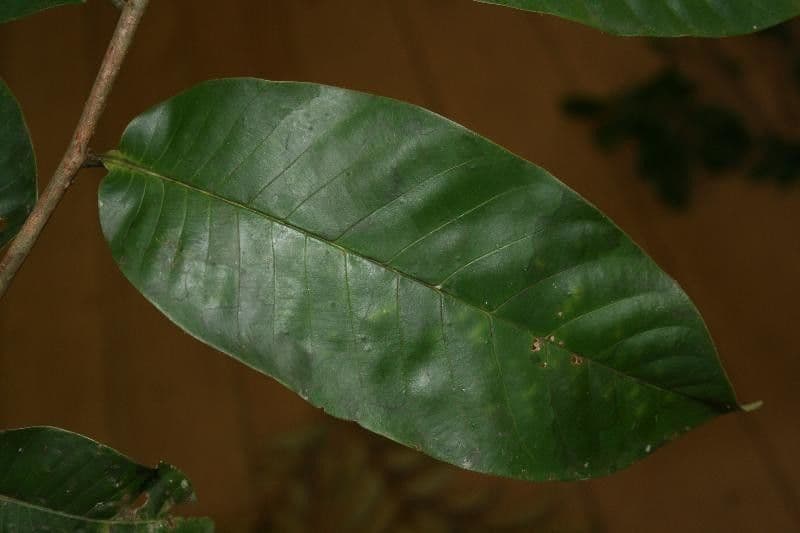 Caraipa punctulata