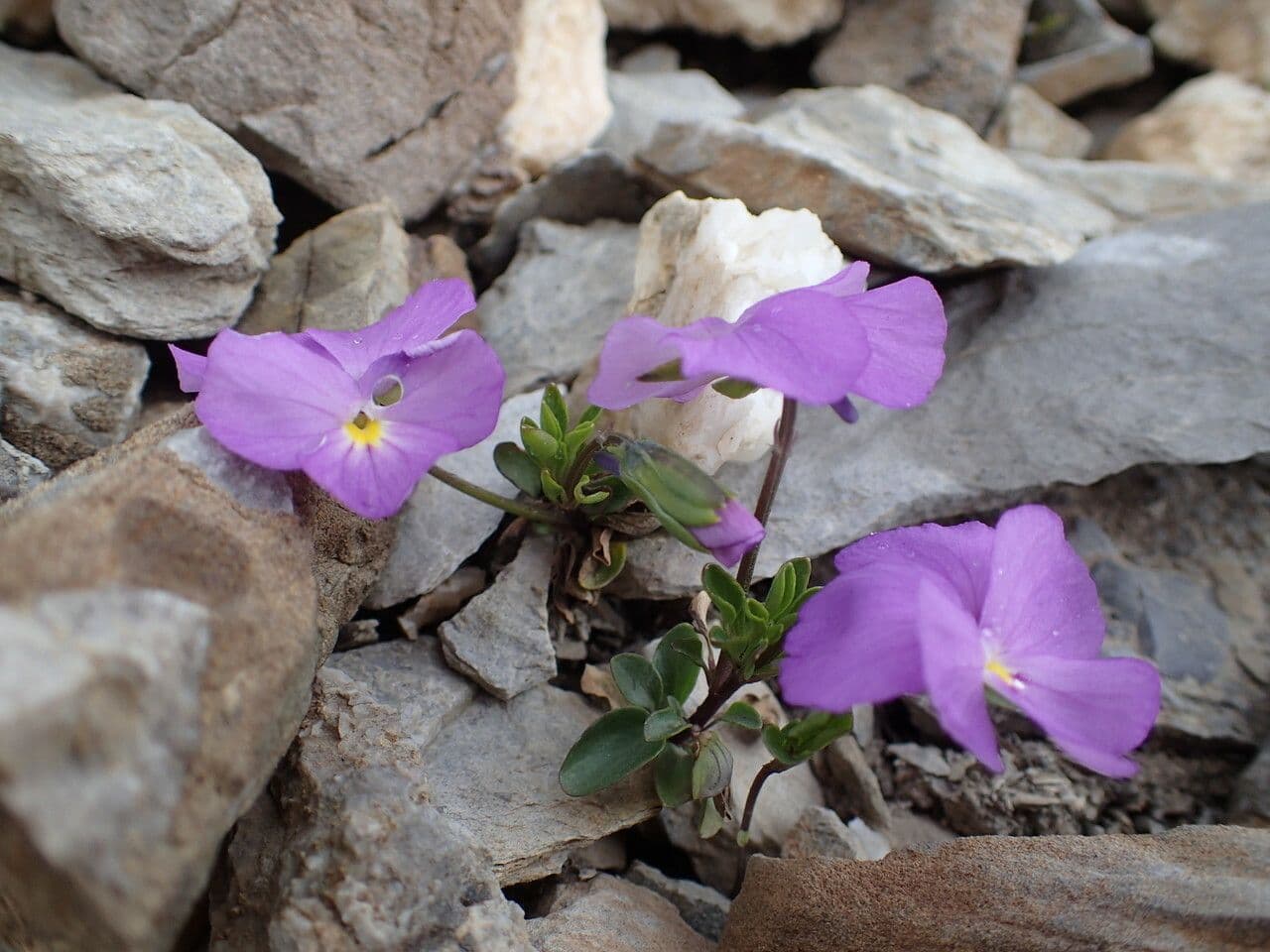 Viola cenisia