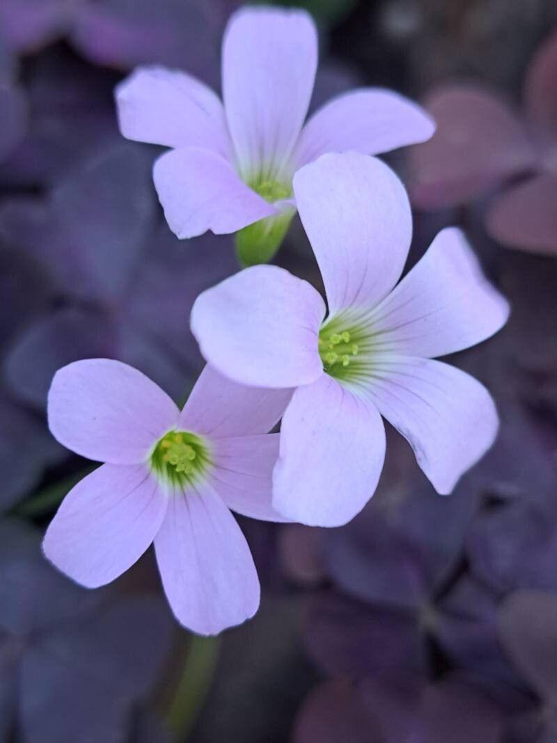 Oxalis triangularis