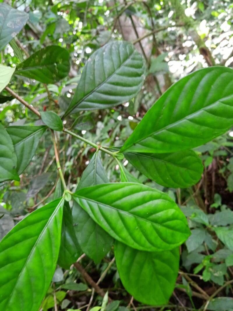 Psychotria cupularis