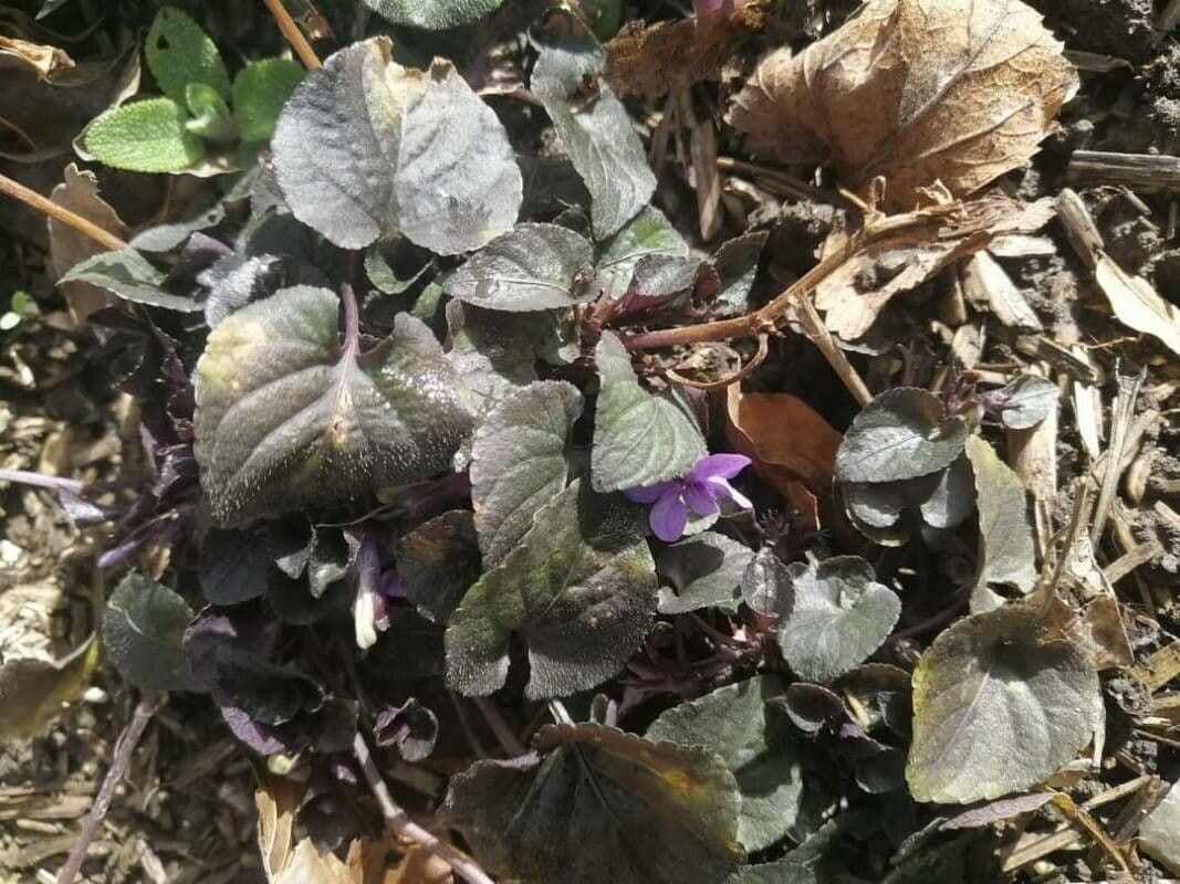 Viola labradorica