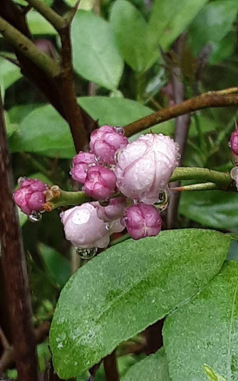 Citrus japonica