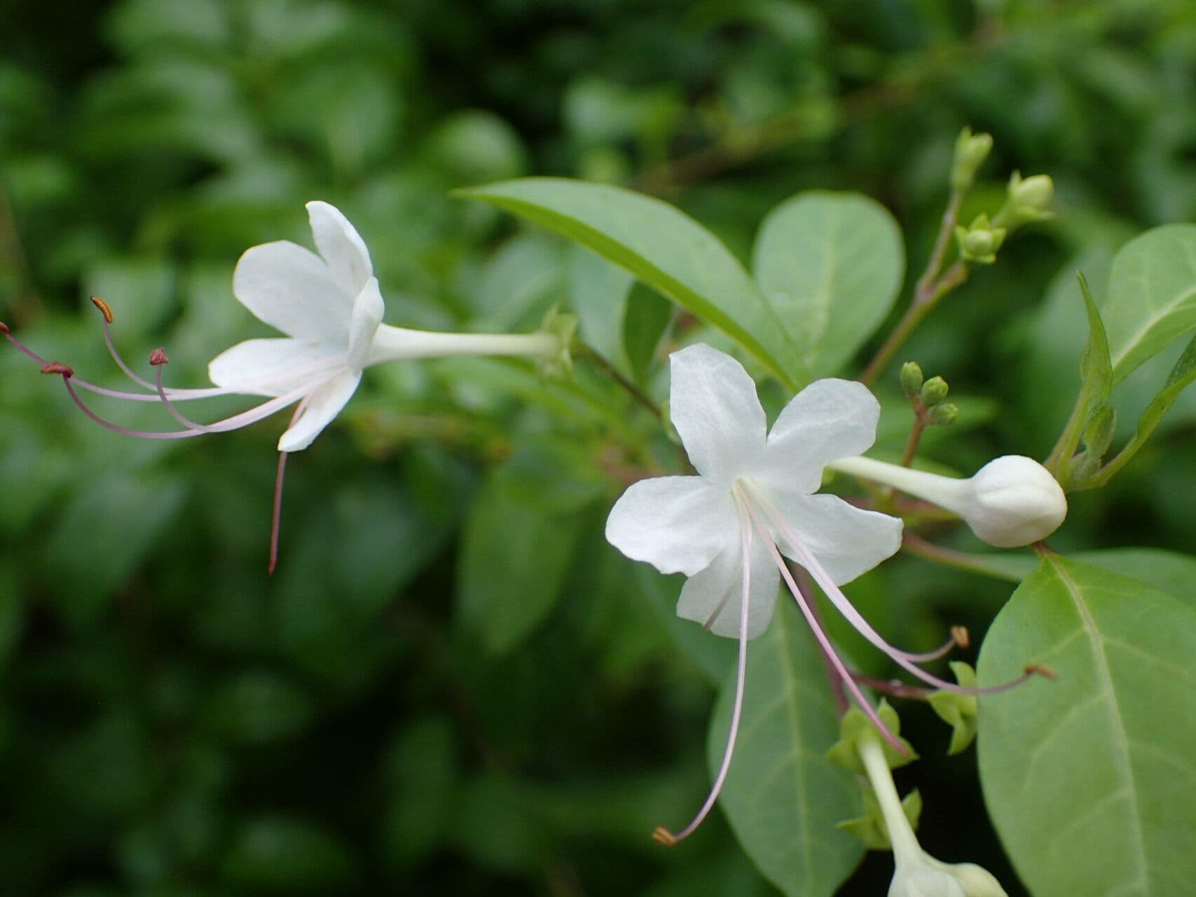 Volkameria inermis