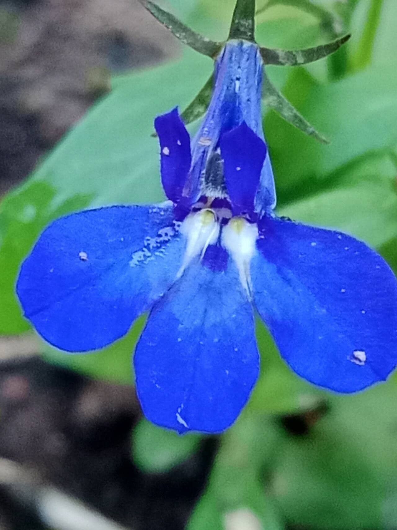 Lobelia erinus