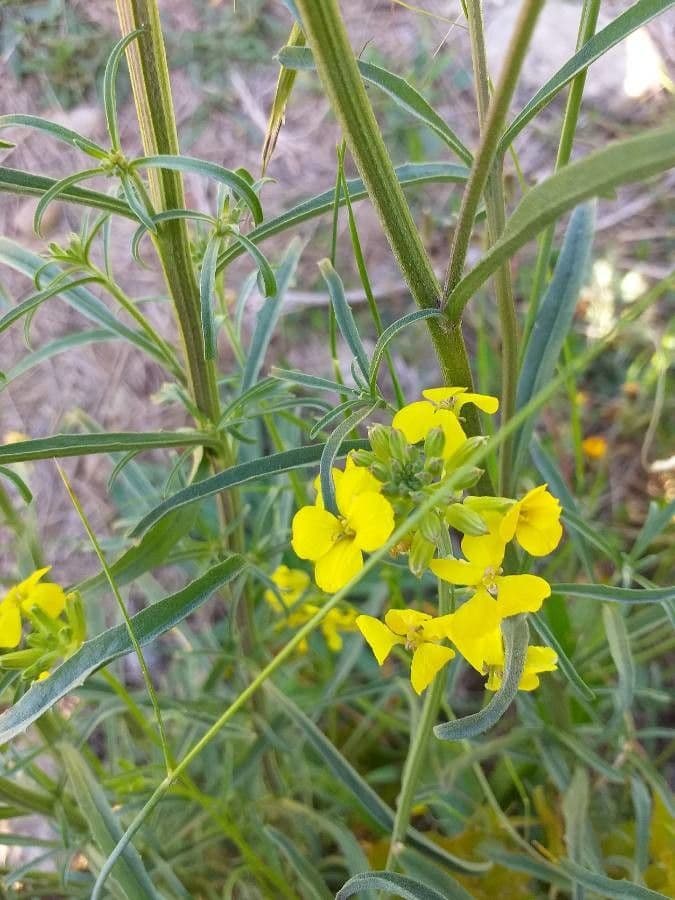 Erysimum odoratum