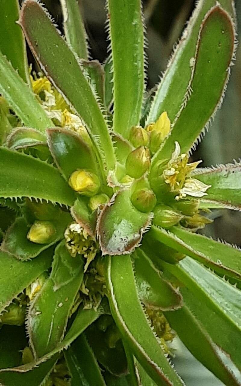 Aeonium simsii