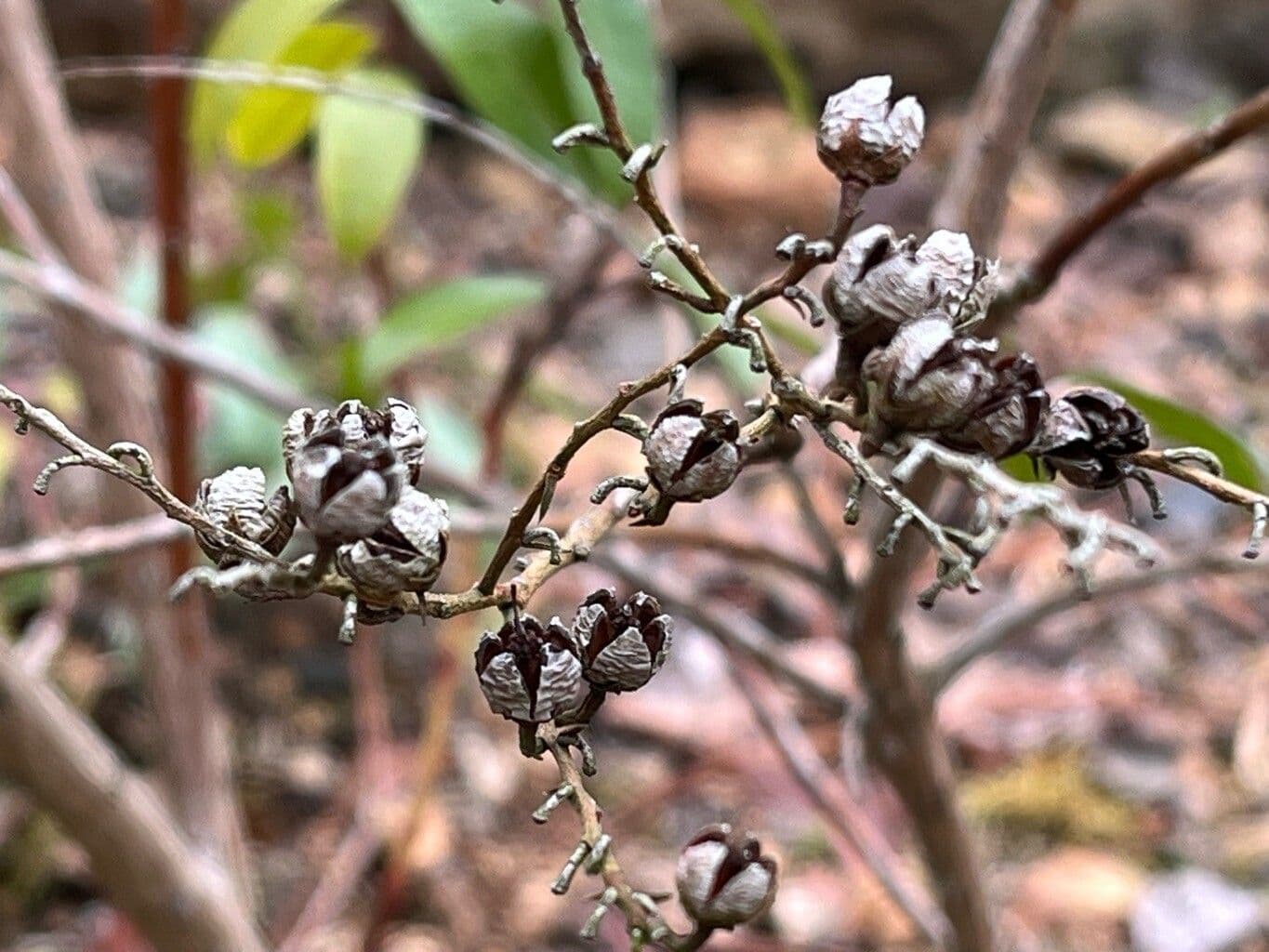 Zenobia pulverulenta