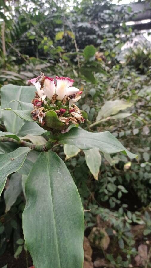 Costus afer