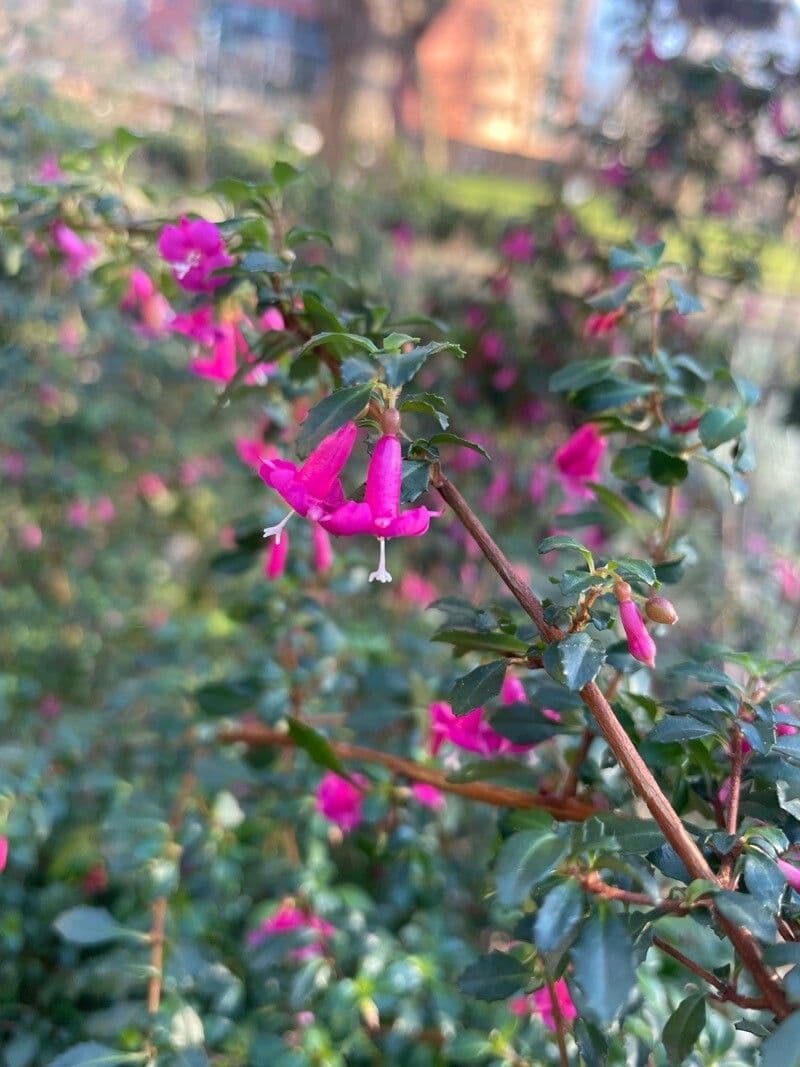 Fuchsia microphylla