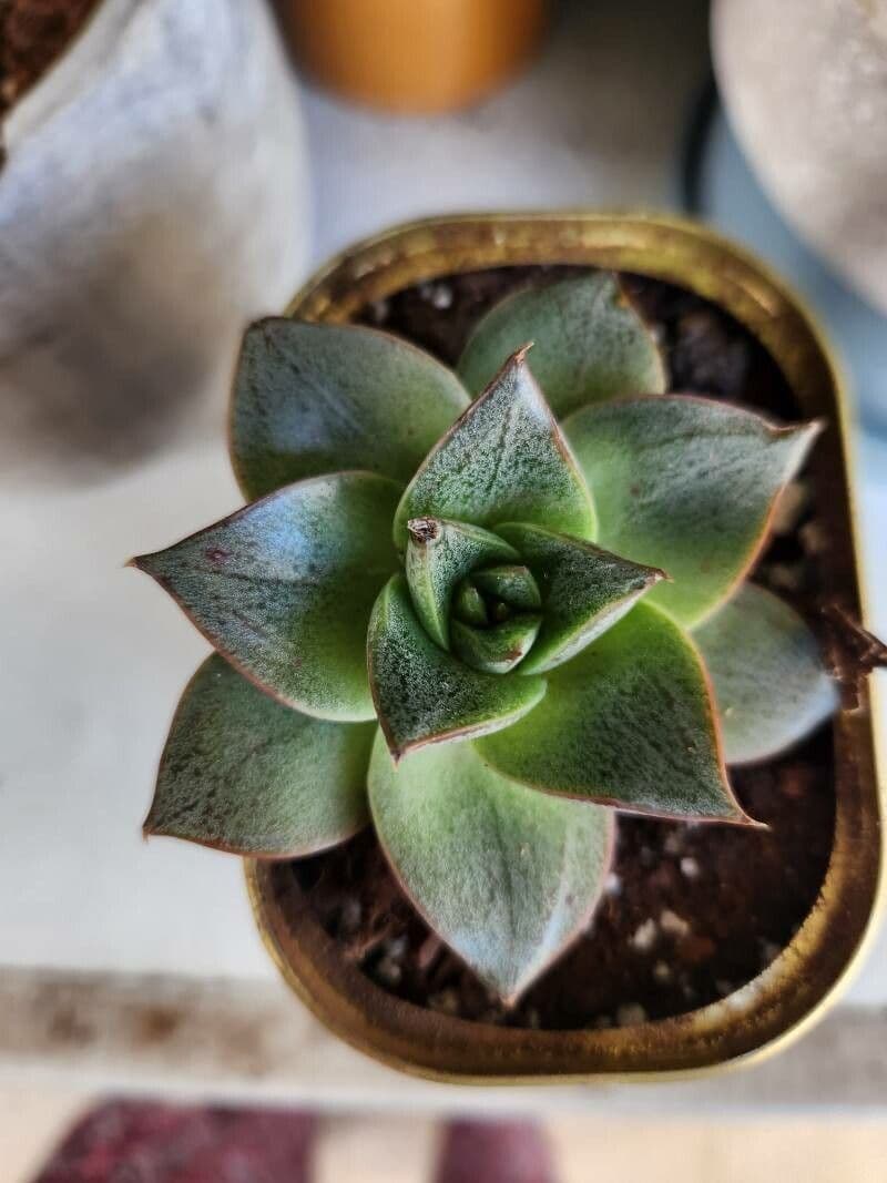 Echeveria purpusorum