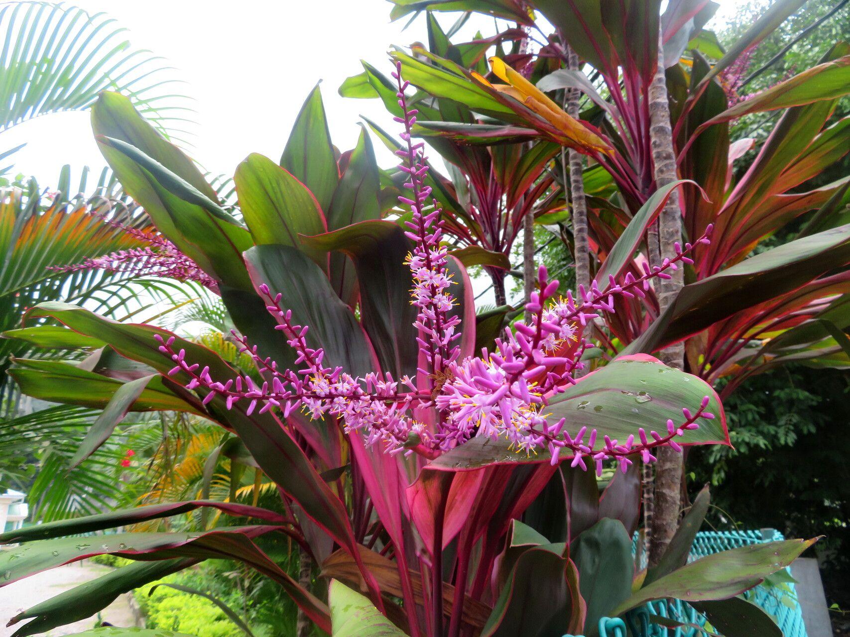 Cordyline fruticosa