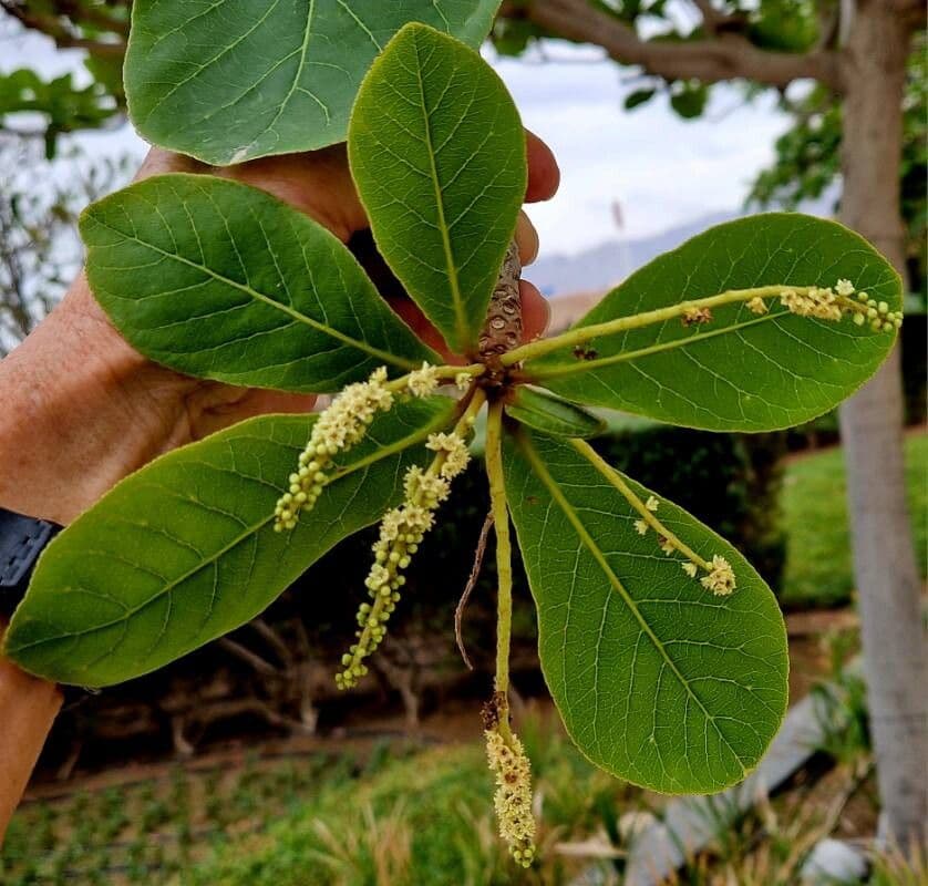 Terminalia catappa