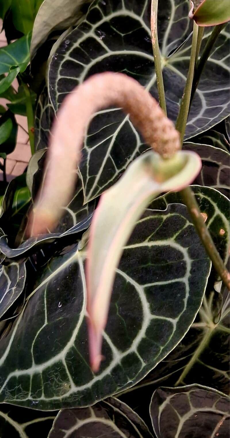 Anthurium clarinervium