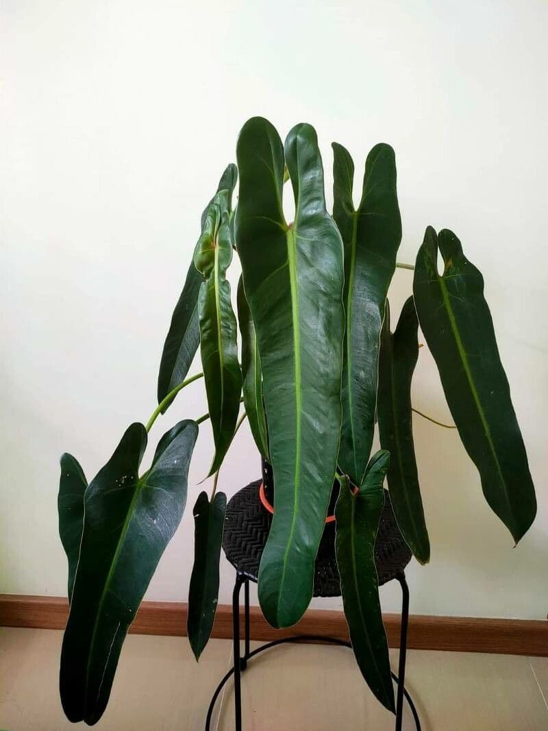 Philodendron spiritus-sancti