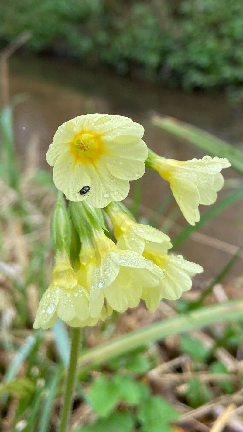 Primula elatior