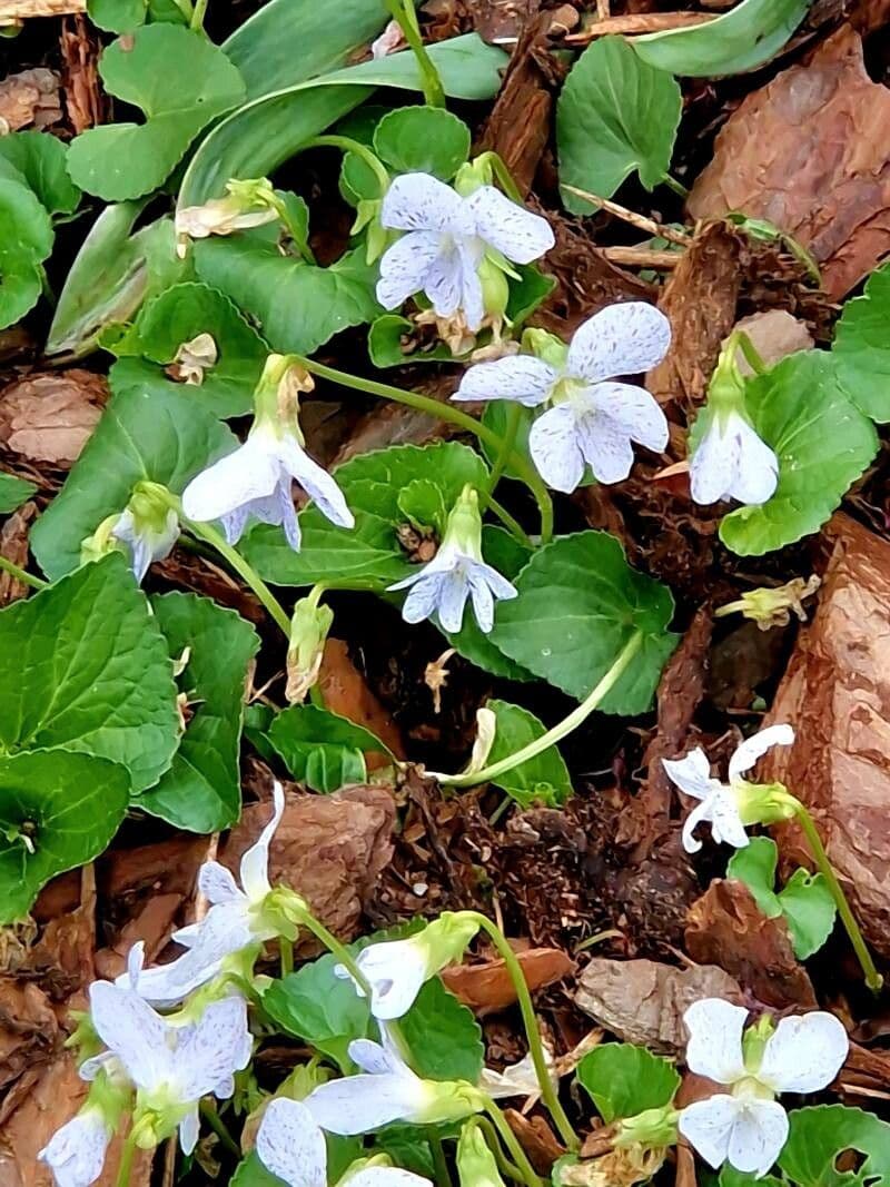 Viola sororia