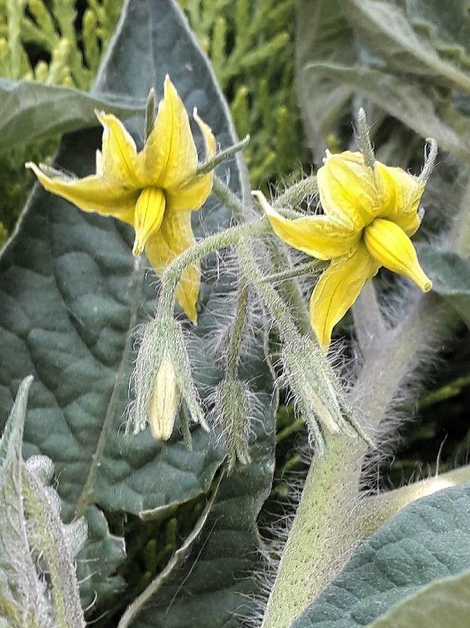 Solanum lycopersicum