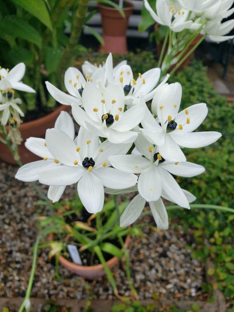 Ornithogalum arabicum